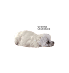maru57（個別スタンプ：4）