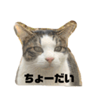 やつらがくる！（個別スタンプ：5）