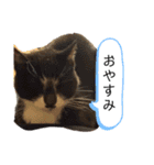 やつらがくる！（個別スタンプ：12）