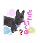 仲良し三匹♡（個別スタンプ：3）