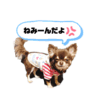 仲良し三匹♡（個別スタンプ：4）