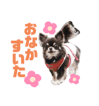 仲良し三匹♡（個別スタンプ：5）