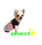 仲良し三匹♡（個別スタンプ：11）