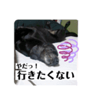 Sakura❁︎とおまけ（個別スタンプ：11）