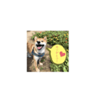 柴犬のムサシの日常会話スタンプ。（個別スタンプ：1）