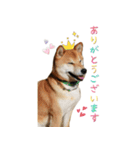 柴犬のムサシの日常会話スタンプ。（個別スタンプ：2）