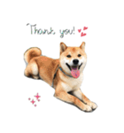 柴犬のムサシの日常会話スタンプ。（個別スタンプ：3）