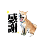 柴犬のムサシの日常会話スタンプ。（個別スタンプ：4）