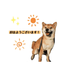 柴犬のムサシの日常会話スタンプ。（個別スタンプ：5）