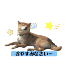 柴犬のムサシの日常会話スタンプ。（個別スタンプ：6）