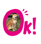 柴犬のムサシの日常会話スタンプ。（個別スタンプ：7）