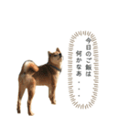 柴犬のムサシの日常会話スタンプ。（個別スタンプ：9）