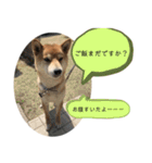 柴犬のムサシの日常会話スタンプ。（個別スタンプ：10）