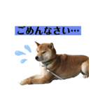 柴犬のムサシの日常会話スタンプ。（個別スタンプ：11）
