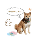 柴犬のムサシの日常会話スタンプ。（個別スタンプ：12）
