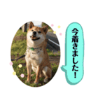 柴犬のムサシの日常会話スタンプ。（個別スタンプ：13）