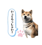 柴犬のムサシの日常会話スタンプ。（個別スタンプ：14）