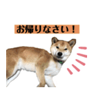 柴犬のムサシの日常会話スタンプ。（個別スタンプ：15）