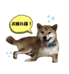 柴犬のムサシの日常会話スタンプ。（個別スタンプ：16）