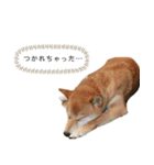 柴犬のムサシの日常会話スタンプ。（個別スタンプ：17）