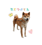 柴犬のムサシの日常会話スタンプ。（個別スタンプ：18）