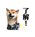 柴犬のムサシの日常会話スタンプ。（個別スタンプ：19）