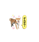 柴犬のムサシの日常会話スタンプ。（個別スタンプ：20）