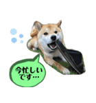 柴犬のムサシの日常会話スタンプ。（個別スタンプ：21）