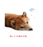 柴犬のムサシの日常会話スタンプ。（個別スタンプ：22）