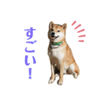柴犬のムサシの日常会話スタンプ。（個別スタンプ：24）