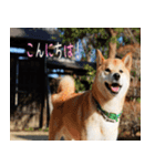 柴犬のムサシの日常会話スタンプ。（個別スタンプ：25）