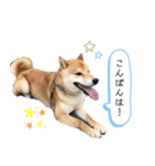 柴犬のムサシの日常会話スタンプ。（個別スタンプ：26）