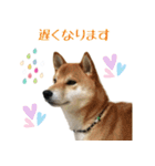柴犬のムサシの日常会話スタンプ。（個別スタンプ：27）