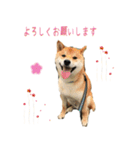 柴犬のムサシの日常会話スタンプ。（個別スタンプ：28）