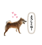柴犬のムサシの日常会話スタンプ。（個別スタンプ：29）