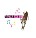 柴犬のムサシの日常会話スタンプ。（個別スタンプ：30）