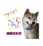柴犬のムサシの日常会話スタンプ。（個別スタンプ：31）
