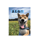 柴犬のムサシの日常会話スタンプ。（個別スタンプ：32）