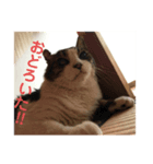 さすけ(またはキョロちゃん2)（個別スタンプ：3）
