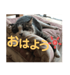 さすけ(またはキョロちゃん2)（個別スタンプ：4）