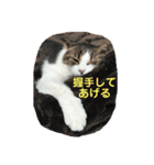 さすけ(またはキョロちゃん2)（個別スタンプ：5）