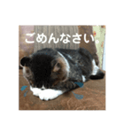 さすけ(またはキョロちゃん2)（個別スタンプ：8）