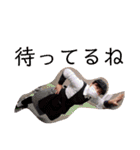 らんぺろの日常（個別スタンプ：11）