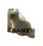 あなたを癒します！シーズーのライム3（個別スタンプ：3）