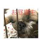 あなたを癒します！シーズーのライム3（個別スタンプ：4）