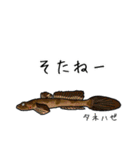 僕のハゼたち ぼりゅーむあっぷ（個別スタンプ：10）