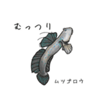 僕のハゼたち ぼりゅーむあっぷ（個別スタンプ：28）