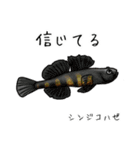 僕のハゼたち ぼりゅーむあっぷ（個別スタンプ：35）