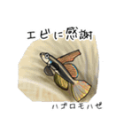 僕のハゼたち ぼりゅーむあっぷ（個別スタンプ：39）