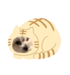 マルシーズー・チロル（個別スタンプ：3）